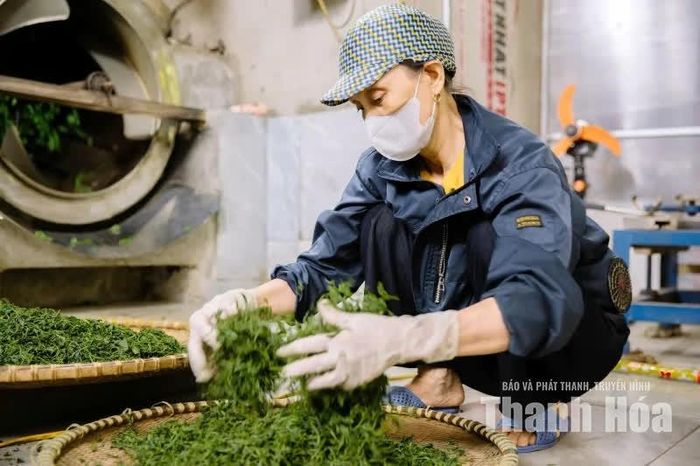 Sau khi thu hái, những búp chè được đưa vào chế biến qua các công đoạn như làm héo, sao, vò và sấy, tùy quy trình sản xuất. Mỗi công đoạn đều góp phần tạo nên hương thơm, màu nước và vị đặc trưng của thành phẩm.