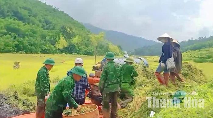 Sau khi thu hoạch, lúa được đưa vào máy vò ngay tại ruộng..