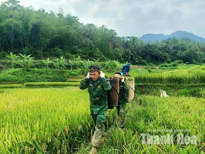 Thiếu tá Cao Văn Tuấn, Đội trưởng Đội Vận động quần chúng, Đồn Biên phòng Mường Mìn giúp bà con thu hoạch lúa.