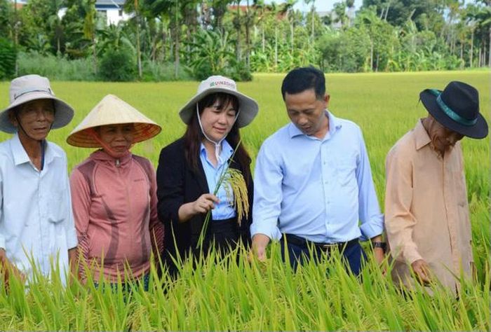 Bà Vũ Thị Bích Hậu, Phó Giám đốc Sở Nông & nghiệp Môi trường TP. Đà Nẵng (người áo đen đứng giữa), hướng dẫn nông dân chọn giống lúa năng suất cao đưa vào sản xuất. Ảnh Sở NN&MT Đà Nẵng.