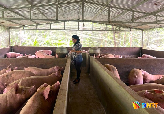 Mô hình nuôi heo và bán thức ăn chăn nuôi của chị Nguyễn Thị Đông (xã Tiên Phước) mang hiệu quả kinh tế cao, trung bình mỗi năm doanh thu hơn 9 tỷ đồng. Ảnh: NGỌC QUỐC