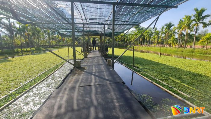 Nông dân xã Thu Bồn làm giàu từ mô hình nuôi ốc bươu đen thương phẩm kết hợp chế biến sâu. Ảnh: HOÀNG LIÊN