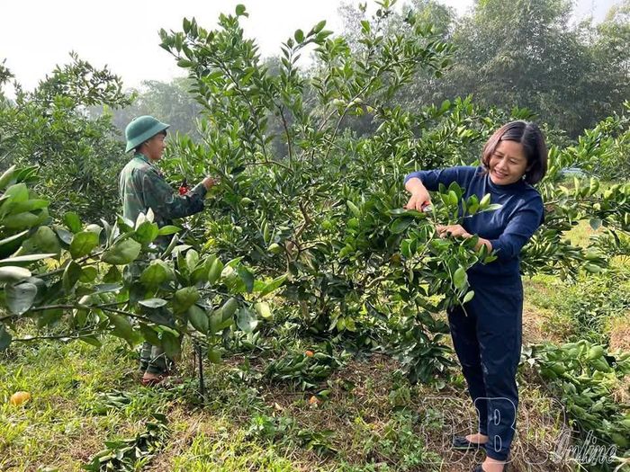 Nhờ tiếp cận nguồn lực, Công ty TNHH Cara Farm Việt Nam có điều kiện phát triển, mở rộng diện tích cây ăn quả.