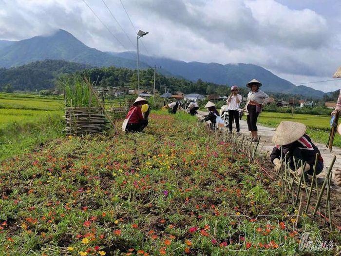 Phụ nữ xã Mường Phăng cùng nhau trồng hoa tạo cảnh quan đường bản đẹp.