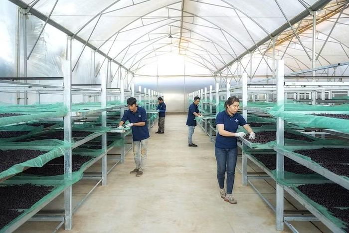 Doanh nghiệp Gia Lai chú trọng nâng cao chất lượng, phát triển sản phẩm và mở rộng thị trường xuất khẩu, góp phần gia tăng giá trị nông sản. Ảnh: Hà Duy 