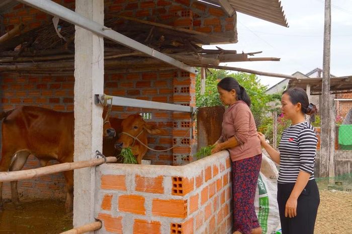  Bà Lý Thị Phước (bên trái) và chị Nguyễn Hà Dạ Hương (phường Bình Định) chăm sóc hai con bò giống vừa được nhận từ dự án hỗ trợ sinh kế. Ảnh: Nguyễn Muội 