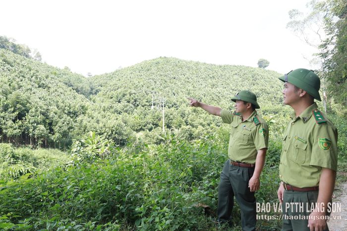 Cán bộ kiểm lâm kiểm tra thực tế khu vực rừng trồng trên địa bàn xã Thất Khê