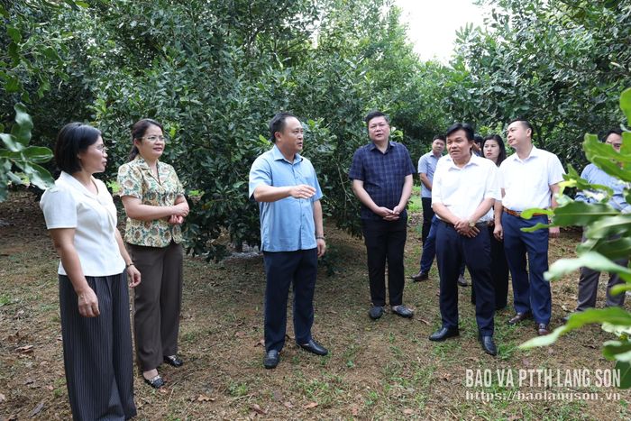 Đoàn công tác kiểm tra thực tế mô hình trồng mắc ca tại xã Quốc Khánh