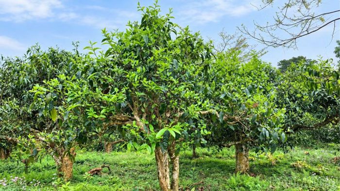 Lễ hội tôn vinh nghề làm chè truyền thống, nâng cao giá trị thương hiệu Trà Shan tuyết Suối Giàng.