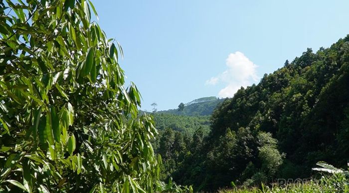 Khu vực thôn Gốc Quân (cũ) có 234,5 ha đất lâm nghiệp, chủ yếu trồng quế.