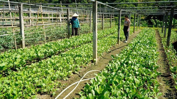 Diện tích rau của Tổ hợp tác cung ứng sản phẩm rau an toàn ở thôn Sân Bay.