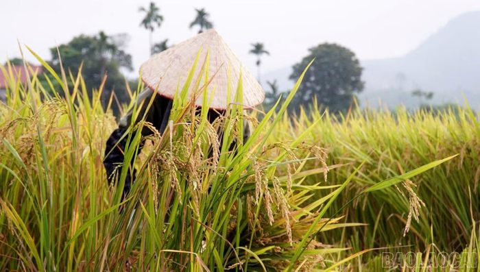 Phần lớn diện tích trồng lúa trên cánh đồng Sân Bay được gieo cấy bằng giống Chiêm hương.