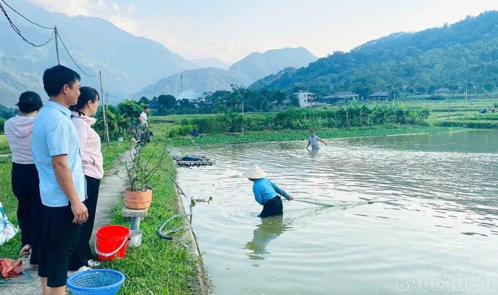Công tác chuẩn bị hội thi “Bắt cá ruộng” đang được phường Cầu Thia tích cực triển khai.
