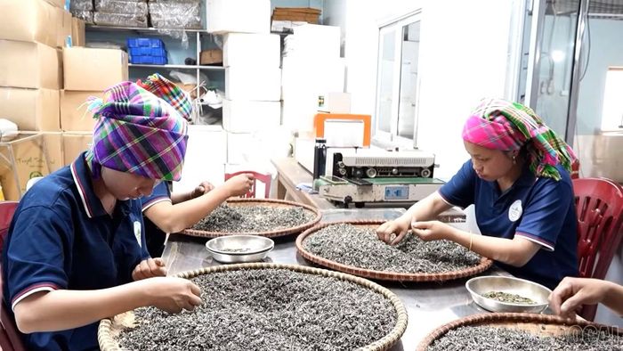 Các hợp tác xã phát triển bền vững tạo việc làm ổn định cho nhiều lao động nữ.