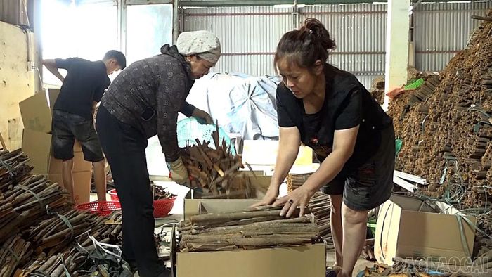 Quế được đóng gói cẩn thận tại Hợp tác xã Nông - lâm sản xanh Mậu A trước khi đến tay khách hàng.