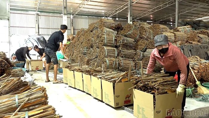 Những lô quế được đóng gói cẩn thận tại Hợp tác xã Nông - lâm sản xanh Mậu A, sẵn sàng xuất kho.