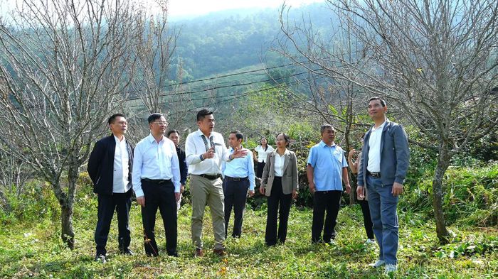Các đại biểu khảo sát thực tế mô hình trồng cây ăn quả ôn đới tại khu vực Sâu Chua, định hướng phát triển nông nghiệp đặc sản gắn với du lịch trải nghiệm tại Sa Pa.
