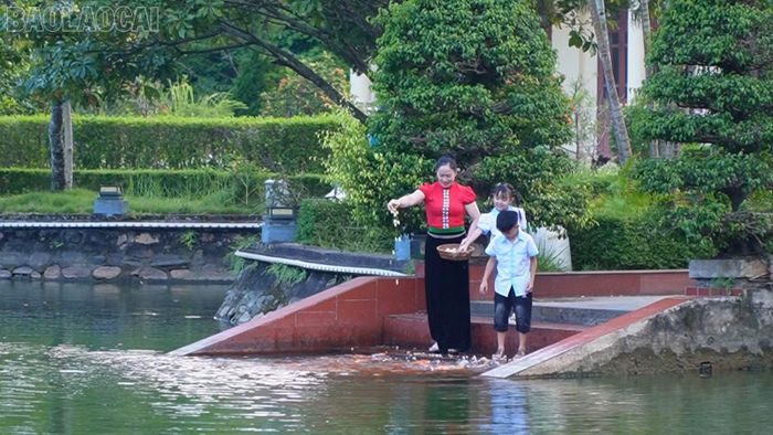 Ao cá Bác Hồ tại Khu tưởng niệm Chủ tịch Hồ Chí Minh, phường Nghĩa Lộ, tỉnh Lào Cai hiện đang nuôi dưỡng hơn 200 con cá chép từ ao cá của Bác tại Hà Nội