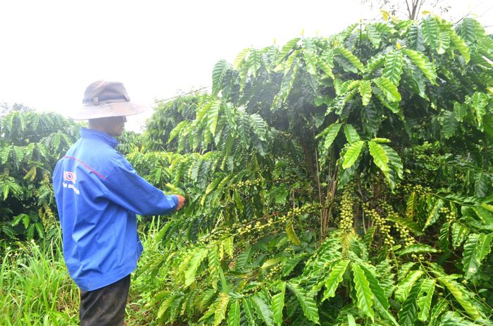 Tổng diện tích cây lâu năm của Lâm Đồng hiện khá ổn định, khoảng 638.205 ha.