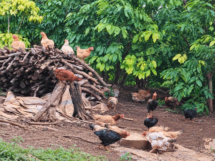 Gà được thả tự do có chất lượng thịt tốt, thị trường ưa chuộng
