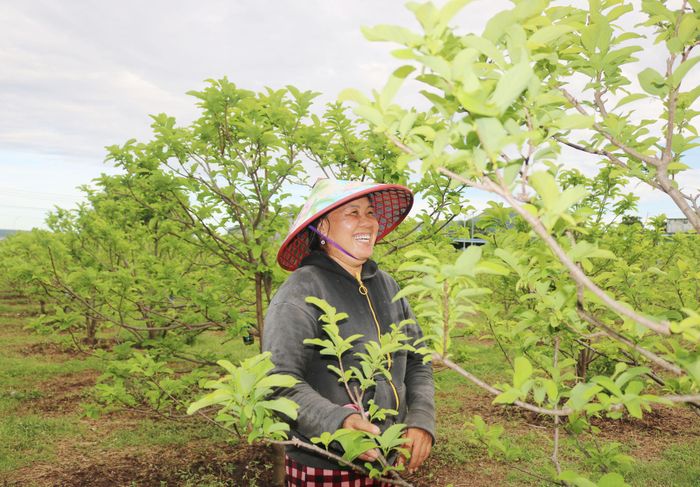 Nhiều diện tích thanh long kém hiệu quả người dân chuyển đổi cây trồng có giá trị kinh tế cao hơn
