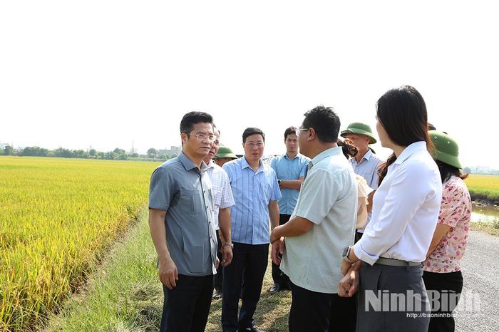 Đồng chí Phó Chủ tịch UBND tỉnh Trần Anh Dũng kiểm tra sản xuất lúa mùa tại xã Giao Ninh.