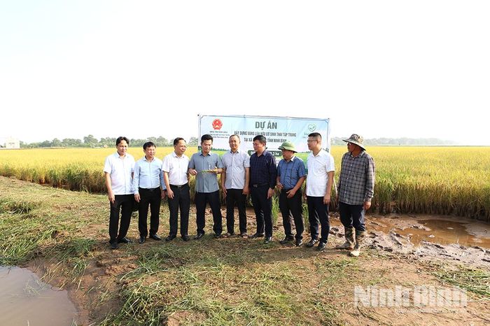 Đồng chí Phó Chủ tịch UBND tỉnh Trần Anh Dũng kiểm tra vùng lúa hữu cơ sinh thái của Công ty TNHH Toản Xuân, tại xã Giao Minh.