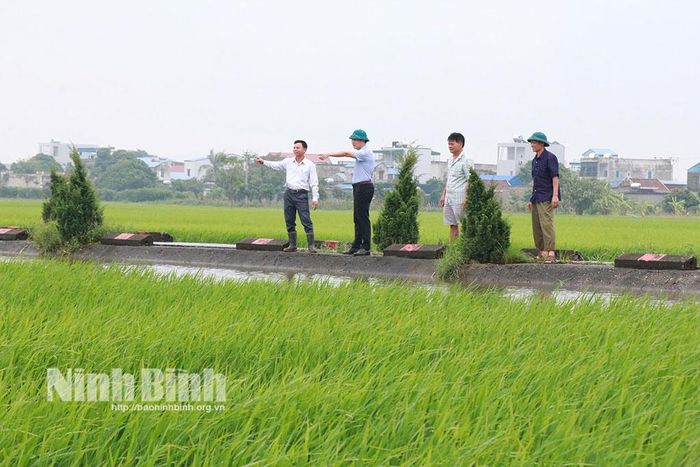 HTX Sản xuất, Kinh doanh, Dịch vụ nông nghiệp Trần Phú hồi sinh những cánh đồng trũng bỏ hoang thành vùng sản xuất hàng hóa trù phú.