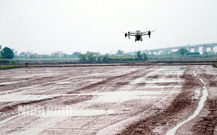 Nông dân Ninh Bình đưa thiết bị bay không người lái (drone) vào thực hiện các công đoạn gieo sạ.