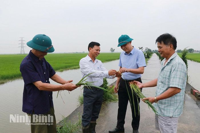 HTX Trần Phú luôn quan tâm đưa các giống lúa năng suất, chất lượng cao vào sản xuất.
