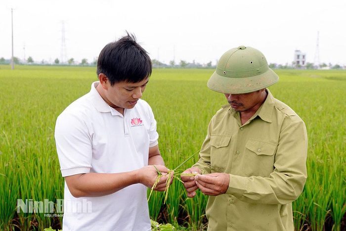 Nhờ kiểm soát tốt quy trình và tiết giảm chi phí, giá trị canh tác của HTX Thanh niên Nam Đại Dương đạt khoảng 130 triệu đồng/ha/năm.