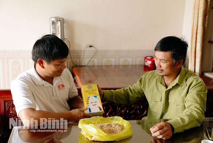Sản phẩm gạo mầm tươi của HTX Thanh niên Nam Đại Dương được thị trường đánh giá cao.