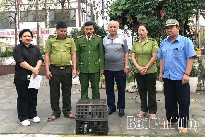 Cá thể cu li nhỏ được kiểm tra, xác minh trước khi thả về môi trường tự nhiên tại khu rừng đặc dụng thuộc Khu bảo tồn thiên nhiên Phu Canh, thôn Thầm Luông, xã Quy Đức.