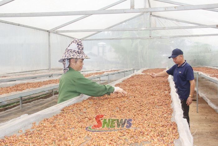 HTX Chiềng Xét đầu tư nhà màng phơi cà phê.