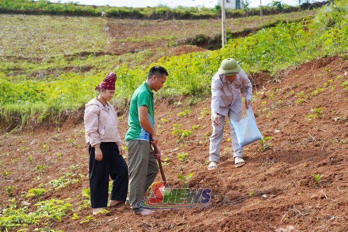 Hướng dẫn nông dân xã Long Hẹ chăm sóc cà phê ở giai đoạn thiết kế.