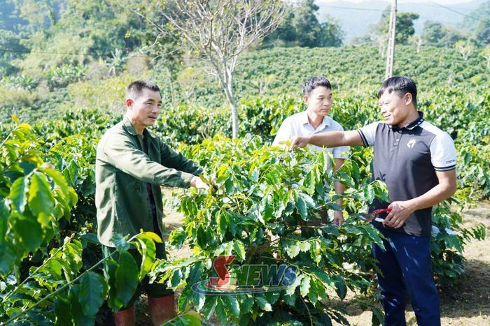 Cán bộ khuyến nông xã Bình Thuận hướng dẫn kỹ thuật chăm sóc cà phê cho nông dân.