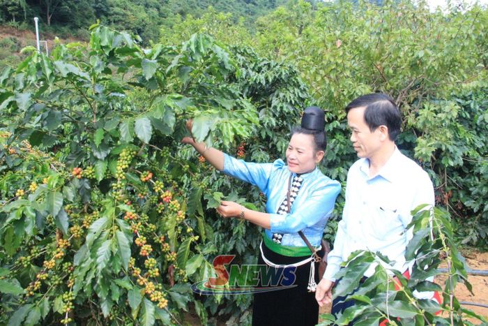 Lãnh đạo Hội Nông dân tỉnh thăm vườn cà phê tại phường Chiềng An.