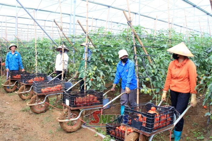 Nông dân tiểu khu Tân Lập, xã Tân Yên thu hoạch cà chua trồng trong nhà màng.