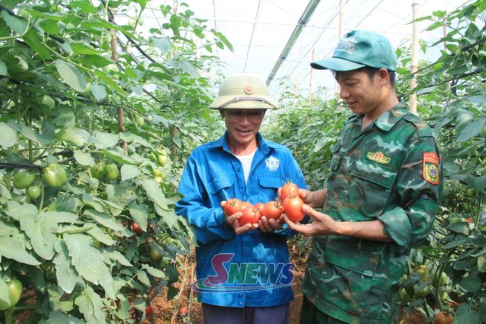 Chi hội Nông dân tiểu khu Tân Lập, xã Tân Yên sản xuất cà chua theo hướng công nghệ cao