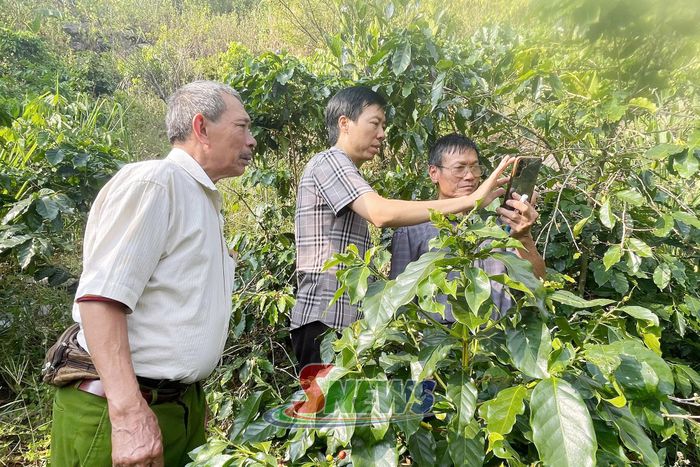 Các học viên thực hành sử dụng công cụ thu thập dữ liệu vườn cà phê trên điện thoại thông minh.