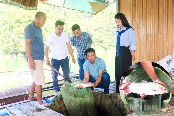 Do được chăm sóc đúng các quy trình kỹ thuật, đàn cá của anh Ban Văn Hình sinh trưởng tốt.