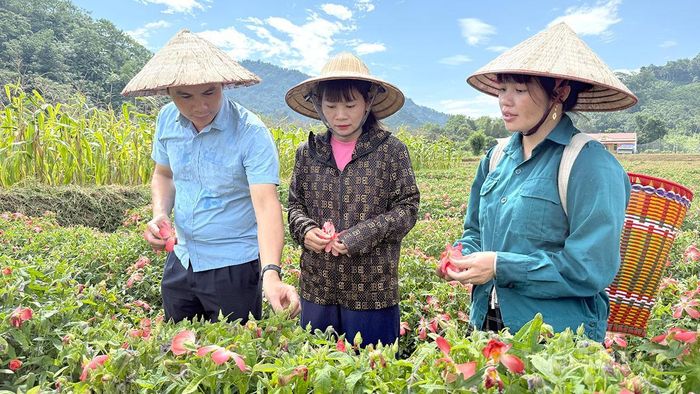 Nông dân xã Kiên Đài phát triển mô hình trồng cây sâm bố chính cho thu nhập cao.