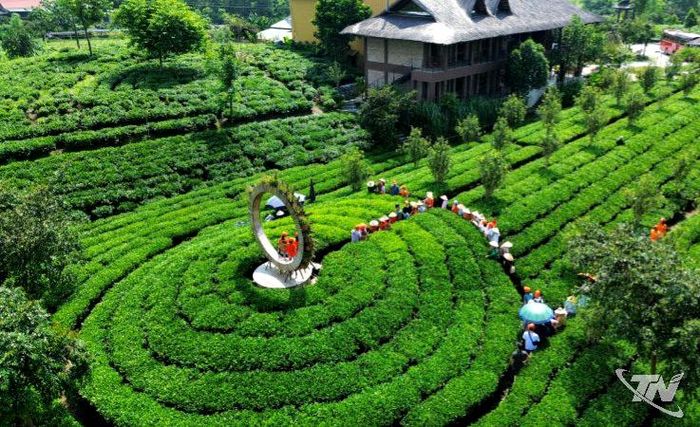 HTX trà và du lịch cộng đồng Tiến Yên tập trung phát triển các sản phẩm trà gắn với hoat động du lịch trải nghiệm vùng chè.