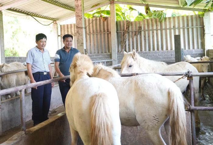 Đàn ngựa bạch của gia đình anh Dương Văn Hai.