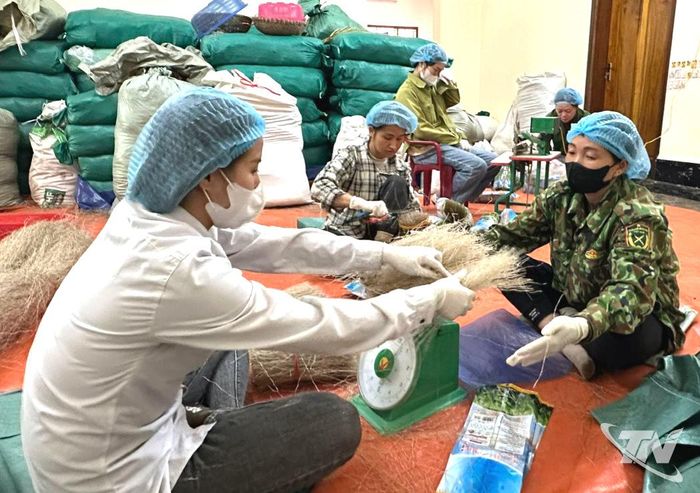 Sản phẩm miến dong của Cơ sở sản xuất Triệu Thị Tá, xã Thượng Minh, nhiều năm qua đã góp phần tạo việc làm thời vụ cho lao động địa phương.