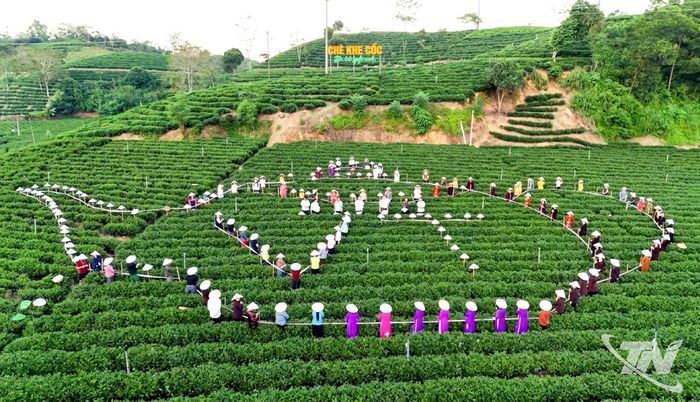 Vô Tranh đẩy mạnh quảng bá sản phẩm chè, sẵn sàng đón du khách trải nghiệm vùng chè trong dịp Festival.