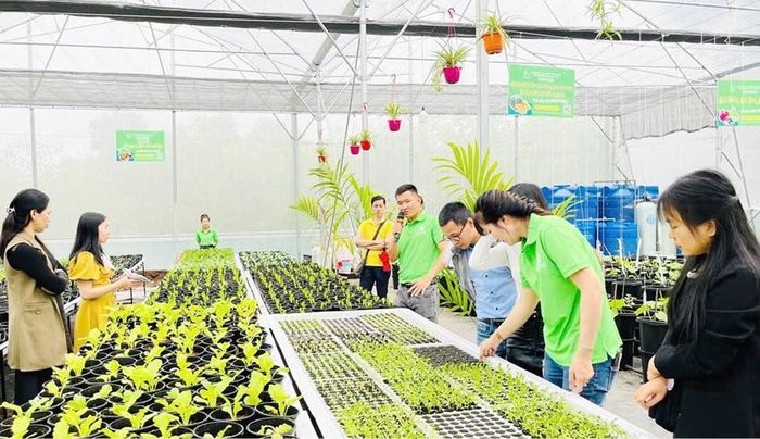 Mô hình rau sạch thủy canh Hueponics tại phường Hương Thủy phát triển theo hướng nông nghiệp công nghệ cao.