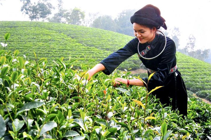  Thứ trưởng Bộ Văn hóa, Thể thao và Du lịch lấy câu chuyện xây dựng thương hiệu Chè Thái Nguyên dẫn chứng cho vấn đề về chất lượng sản phẩm gắn với uy tín thương hiệu. Ảnh: Tạp chí Doanh nghiệp và Tiếp thị 