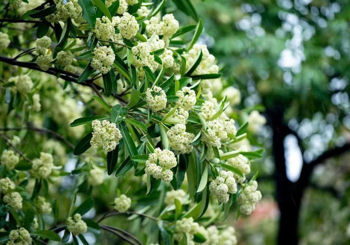Theo thống kê, trên địa bàn Hà Nội có khoảng 14.400 cây hoa sữa phân bổ trên nhiều tuyến đường và khu đô thị. Ảnh minh họa.