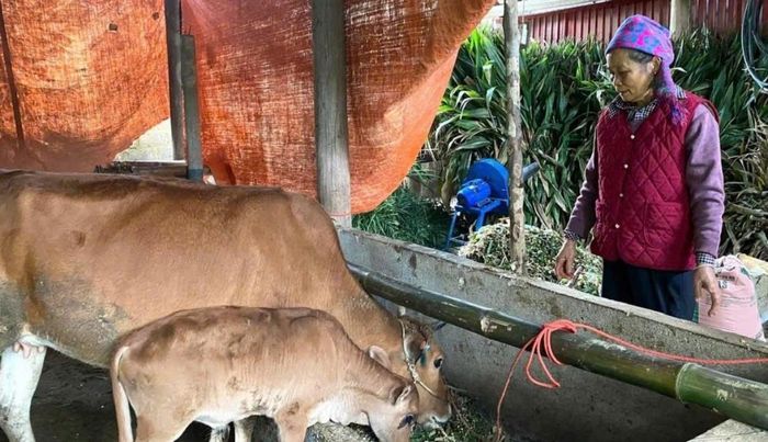 Hỗ trợ con giống, phát triển chăn nuôi là một trong những giải pháp tạo sinh kế, giúp hộ nghèo ở Lào Cai từng bước ổn định thu nhập.